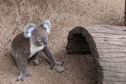 Australian Wildlife & Waterfalls Private Tour With 'Personalised Sydney Tours' - Accommodation Mermaid Beach 0