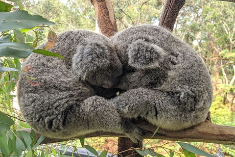 Australian Wildlife & Waterfalls Private Tour With 'Personalised Sydney Tours' - Accommodation Mermaid Beach 2