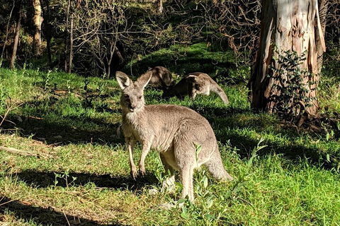 Australian Wildlife & Waterfalls Private Tour With 'Personalised Sydney Tours' - Accommodation Mermaid Beach 3