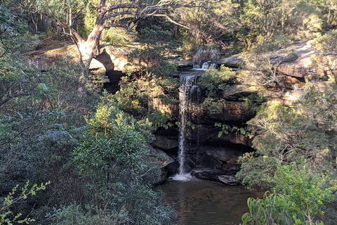 Australian Wildlife & Waterfalls Private Tour With 'Personalised Sydney Tours' - Accommodation Mermaid Beach 5