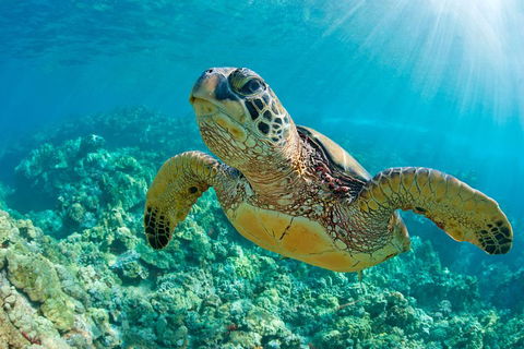 All Inclusive Dolphin And Tangalooma Wrecks Cruise - Accommodation Mermaid Beach 3