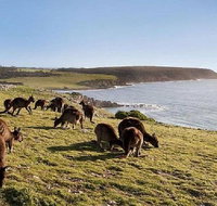 Kangaroo Island Personal Group Tours - Accommodation Mermaid Beach