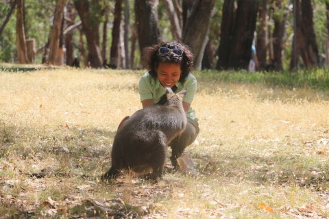 Cleland Wildlife Park Tour From Adelaide Including Mount Lofty Summit - Accommodation Mermaid Beach 1