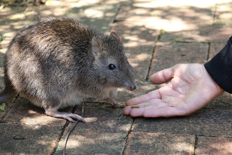 Cleland Wildlife Park Tour From Adelaide Including Mount Lofty Summit - Accommodation Mermaid Beach 2