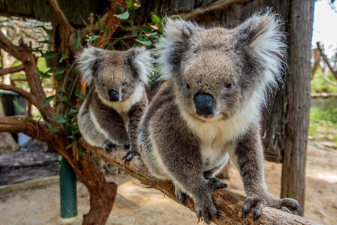 Cleland Wildlife Park Tour From Adelaide Including Mount Lofty Summit - Accommodation Mermaid Beach 3