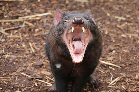 Cleland Wildlife Park Tour From Adelaide Including Mount Lofty Summit - Accommodation Mermaid Beach 4