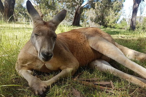 Cleland Wildlife Park Tour From Adelaide Including Mount Lofty Summit - Accommodation Mermaid Beach 5