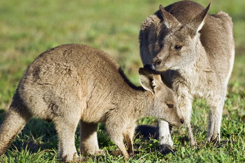 LGBT+ Friendly Full Day Phillip Island Private Tour - Accommodation Mermaid Beach 3