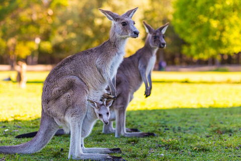 LGBT+ Friendly Full Day Phillip Island Private Tour - Accommodation Mermaid Beach 4