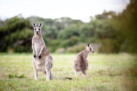 LGBT+ Friendly 3 Day Tour The Grampians, Daylesford & Ballarat - Accommodation Mermaid Beach 2