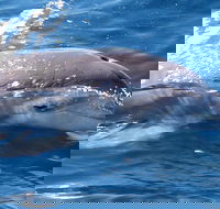 Jervis Bay Dolphin Watch Cruise - Accommodation Mermaid Beach