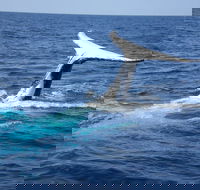 Whale Watching Jervis Bay - Accommodation Mermaid Beach