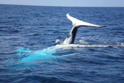 Whale Watching Jervis Bay - Accommodation Mermaid Beach 0