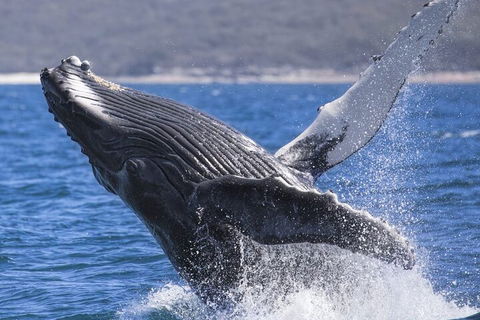 Whale Watching Jervis Bay - Accommodation Mermaid Beach 2