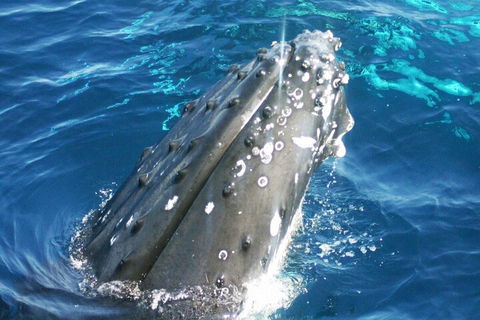 Whale Watching Jervis Bay - Accommodation Mermaid Beach 3