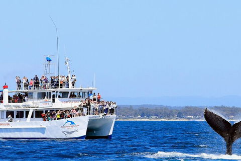 Whale Watching Jervis Bay - Accommodation Mermaid Beach 4