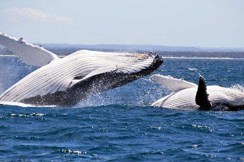 Whale Watching Jervis Bay - Accommodation Mermaid Beach 5