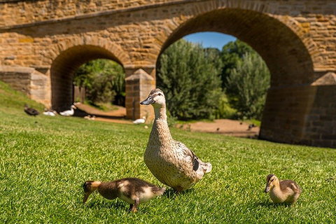 Richmond Historic Afternoon Tour From Hobart - Accommodation Mermaid Beach 1