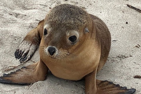 Kangaroo Island Scenic Trail Tour - Accommodation Mermaid Beach 0
