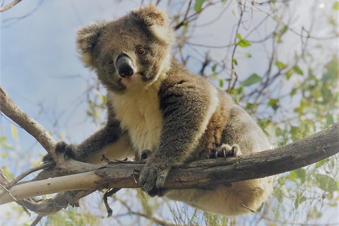 Kangaroo Island Scenic Trail Tour - Accommodation Mermaid Beach 2