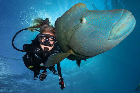 Great Barrier Reef Snorkeling And Diving Cruise From Cairns - Accommodation Mermaid Beach 0
