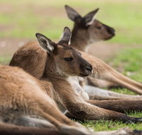 Private Ballarat and Sovereign Hill Tour from Melbourne - Accommodation Mermaid Beach