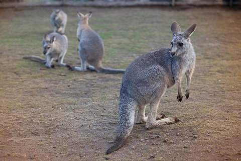 Private Tour: Blue Mountains Day Trip From Sydney - Accommodation Mermaid Beach 2