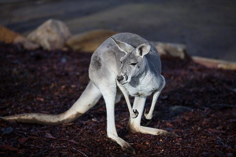 Private Tour: Blue Mountains Day Trip From Sydney - Accommodation Mermaid Beach 3