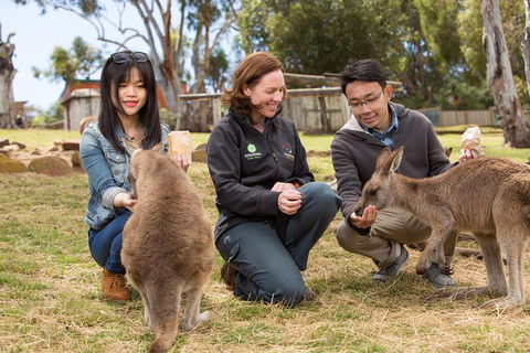 Bonorong Wildlife Park And Richmond Afternoon Tour From Hobart - Accommodation Mermaid Beach 1