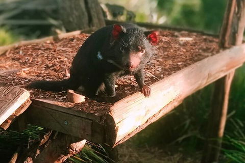 Bonorong Wildlife Park And Richmond Afternoon Tour From Hobart - Accommodation Mermaid Beach 4