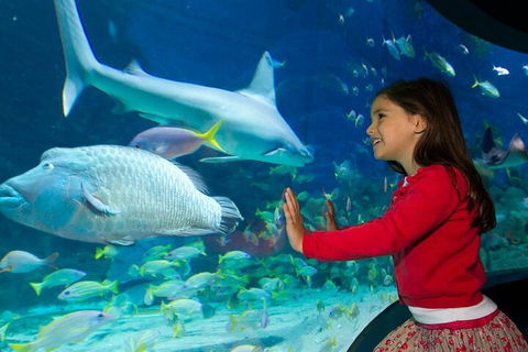 Melbourne BIG Ticket - LEGOLAND Discovery And SEA LIFE Melbourne - Accommodation Mermaid Beach 1