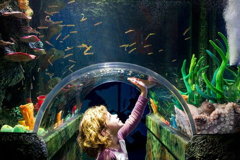 Melbourne BIG Ticket - LEGOLAND Discovery And SEA LIFE Melbourne - Accommodation Mermaid Beach 2