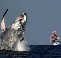 Sydney Harbour Tall Ship Whale  Sail - Whale Watching Cruise - Accommodation Mermaid Beach