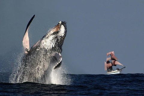 Sydney Harbour Tall Ship Whale & Sail - Whale Watching Cruise - Accommodation Mermaid Beach 0