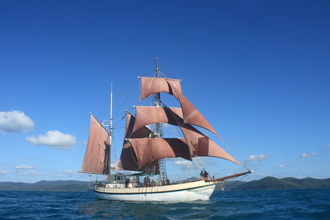 Sydney Harbour Tall Ship Whale & Sail - Whale Watching Cruise - Accommodation Mermaid Beach 1
