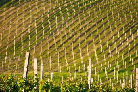 Melbourne Super Saver: Great Ocean Road + Mornington Peninsula + Attraction Pass - Accommodation Mermaid Beach 1