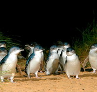 Puffing Billy Moonlit Sanctuary  Penguins Day Tour - Accommodation Mermaid Beach