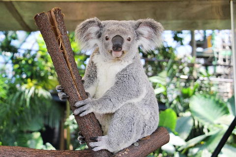 Cairns ZOOM And Wildlife Dome - Accommodation Mermaid Beach 0