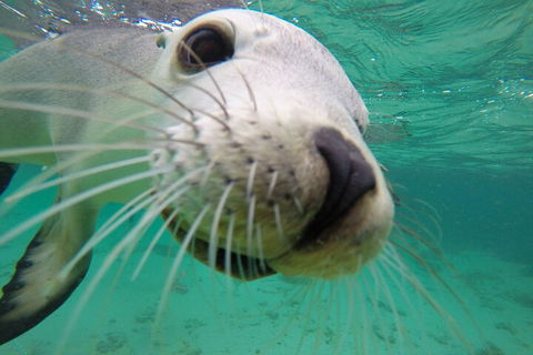 6-Day Eyre Peninsula & Flinders Ranges Adventure Tour - Accommodation Mermaid Beach 2