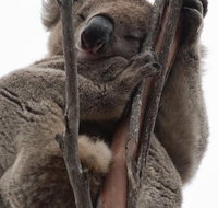 2-Day Kangaroo Island 4WD Small-Group Tour from Adelaide - Accommodation Mermaid Beach