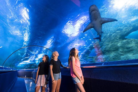 Lunch And General Admission Entry At AQWA - Accommodation Mermaid Beach 0