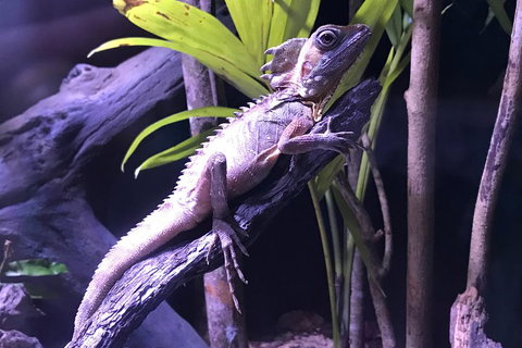 Cairns Aquarium Admission Ticket - Accommodation Mermaid Beach 0