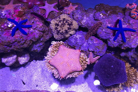 Cairns Aquarium Admission Ticket - Accommodation Mermaid Beach 5