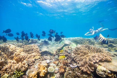 Outer Reef Pontoon Experience From Cairns - Accommodation Mermaid Beach 4