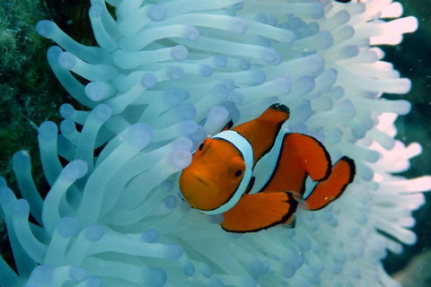 Seastar Luxury Outer Great Barrier Reef Island And Reef Tour From Cairns - Accommodation Mermaid Beach 0