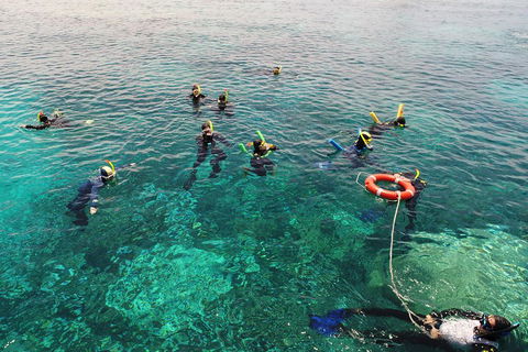 Seastar Luxury Outer Great Barrier Reef Island And Reef Tour From Cairns - Accommodation Mermaid Beach 2