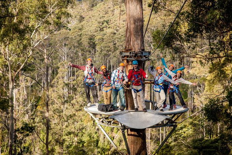 Hollybank Wilderness Adventure - Zipline Tours - Accommodation Mermaid Beach 1