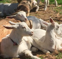 Mornington Peninsula Winery Tours with Cheese Chocolate Tastings from Melbourne - Accommodation Mermaid Beach