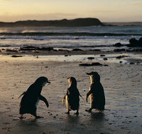 Phillip Island Penguin Parade Day Trip with Koala Conservation Reserve Visit - Accommodation Mermaid Beach