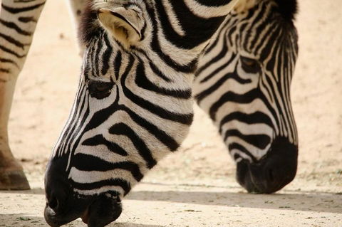 Melbourne Zoo General Entry Ticket - Accommodation Mermaid Beach 1